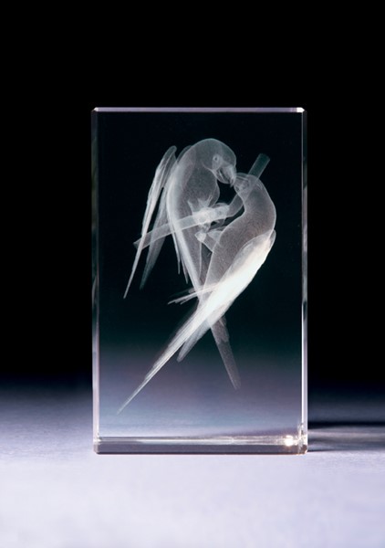 Bild von Papageien in Glasblock - 3D-Glas mit realistischem Textur-Effekt