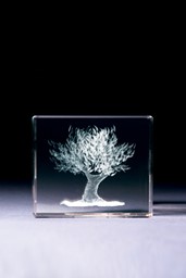 Bild von Olivenbaum in Glasblock - 3D-Glas mit realistischem Textur-Effekt